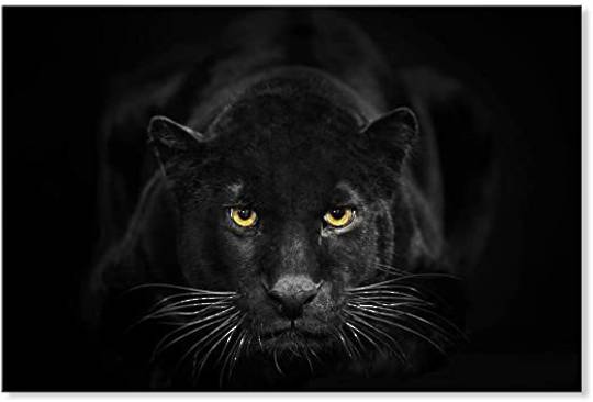 Black Panther Framed Canvas Print